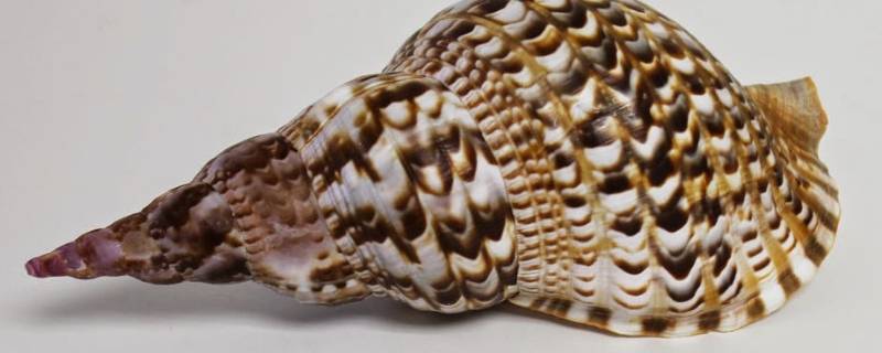 凤尾螺是不是二级保护动物 凤尾螺是几级保护动物