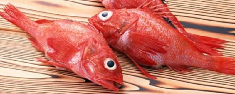 红色大头鱼是什么鱼（红色鱼头特别大是什么鱼）