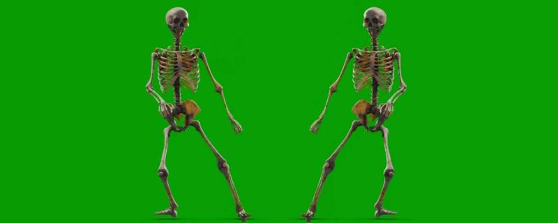 大骨架和小骨架的区别（金毛大骨架和小骨架的区别）