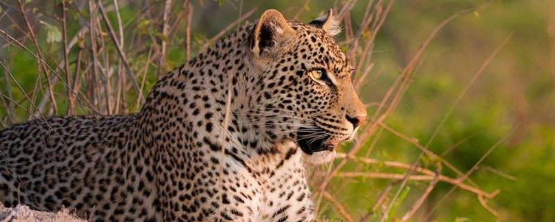 生活在非洲的野生动物主要有哪些 哪种动物生活在非洲