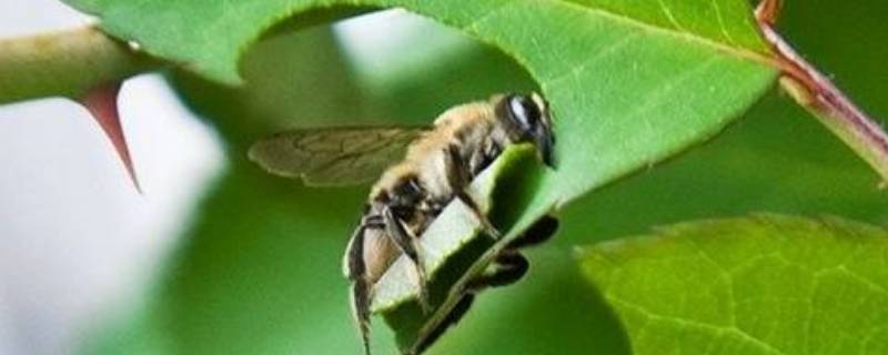 切叶蜂和樵叶蜂有什么区别 樵叶蜂和切叶蜂的区别