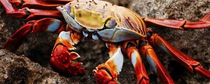 螃蟹需要蒸多少分钟 螃蟹需要蒸多少分钟才能熟