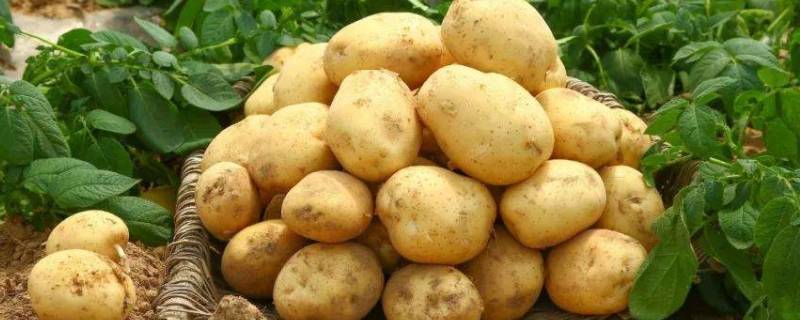 土豆冬天怎么保存方法 土豆冬天如何保存
