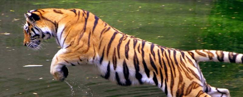 虎的生活特征有哪些 虎的特点有哪些及性格