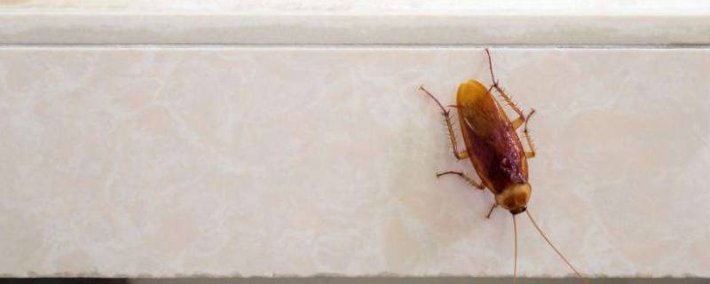 蟑螂是怎么滋生出来的 蟑螂是滋生出来的吗