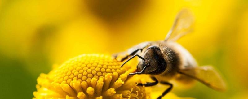 蜜蜂怎么叫（蜜蜂怎么叫的声音）
