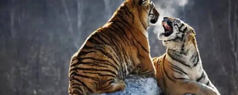 老虎濒危的原因 老虎濒危的原因和人类采取了哪些措施