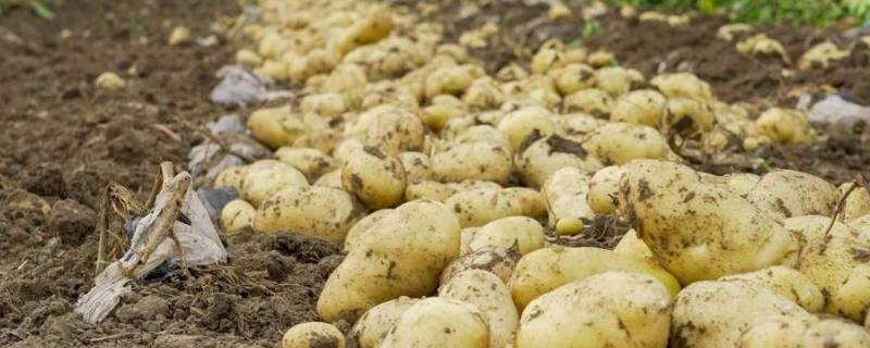 土豆怎么保存不发芽（土豆怎么保存不发芽?6种妙招帮你解决!）
