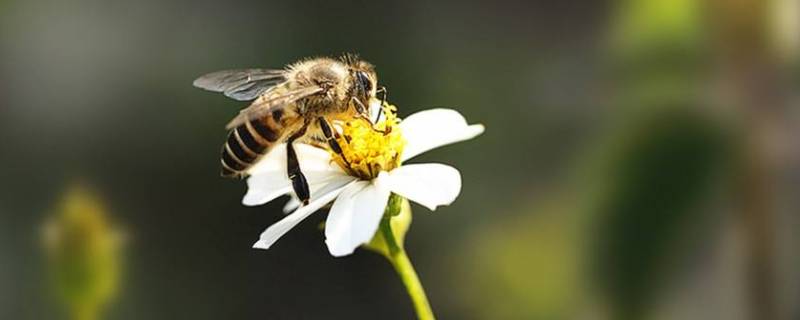 蜜蜂受人们欢迎的原因是什么 蜜蜂为什么受欢迎