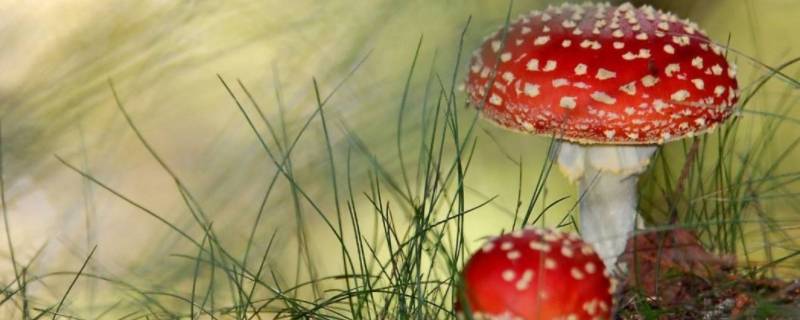 什么是迷幻毒蘑菇中的主要成分 什么毒品是魔幻蘑菇中的主要成分
