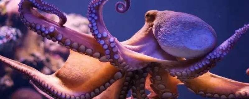 大章鱼为何经常被描绘成海妖（海底两万里中大章鱼为何经常被描绘成海妖）