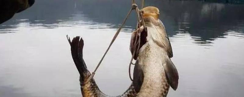 弓鱼术鱼能活多久 弓鱼放水里能活多久