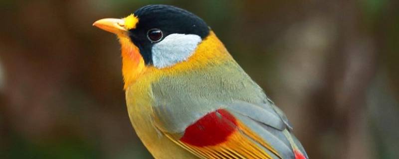 小鸟的特点和生活特征 小鸟的特点和生活特征五十个字
