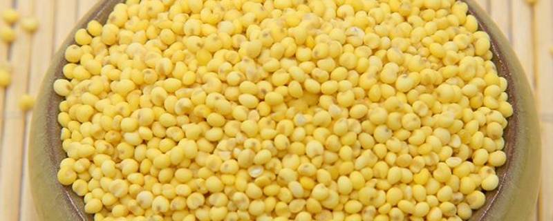 黄米面是玉米面吗 黄米面是不是玉米面