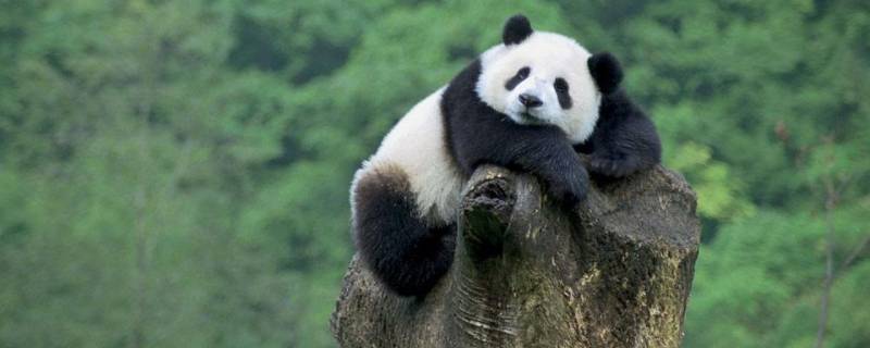 大熊猫是什么科的动物 大熊猫是什么科的动物大熊猫真正的大熊猫