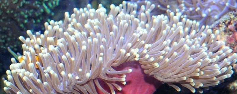 海葵是腔肠动物吗 可食用的腔肠动物 海葵
