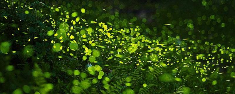 萤火虫的生活环境 萤火虫的生活环境和食物