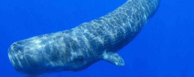 潜水冠军是什么鲸鱼 鲸类的潜水冠军