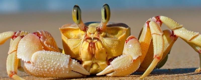 螃蟹怎么洗干净去内脏 螃蟹怎样清洗去内脏