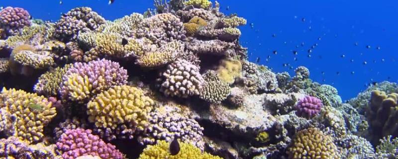 珊瑚礁有哪三种 珊瑚礁有几种类型