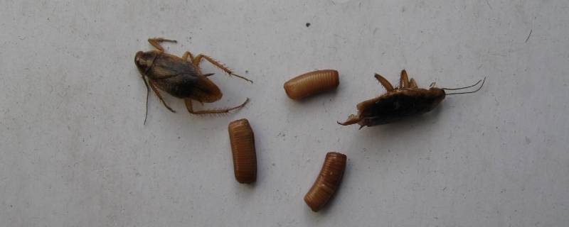 蟑螂的卵鞘为啥是空的 怎么判断蟑螂卵鞘里还有没有卵