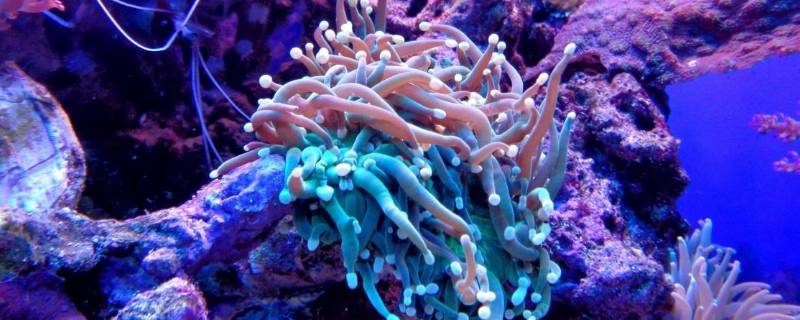 珊瑚属于生物吗（海底的珊瑚属于生物吗）