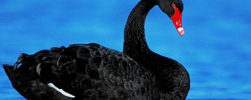 黑天鹅寓意着什么意思 黑天鹅是什么意思含义