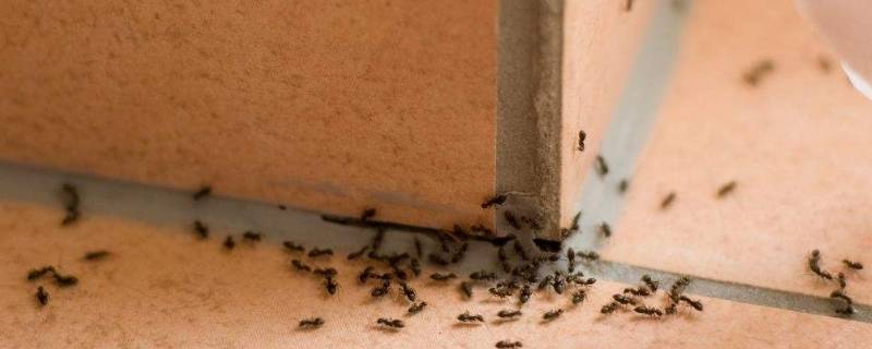 室内蚂蚁怎么根除 室内的蚂蚁怎样除掉