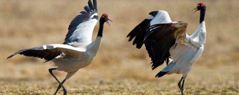 黑颈鹤白鹤国家几级保护动物 黑颈鹤是国家几级重点保护野生动物