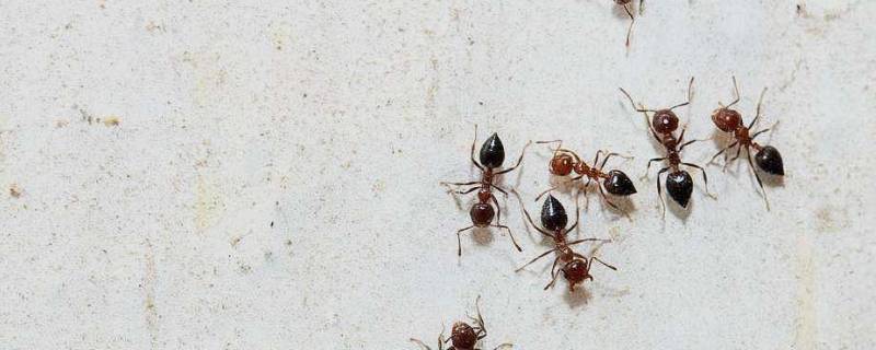 怎么消灭家里的蚂蚁（蚂蚁窝怎么消灭它）