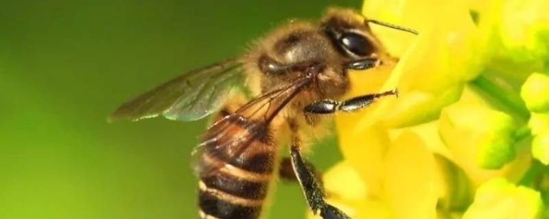 蜜蜂的外形（蜜蜂的外形简单介绍）