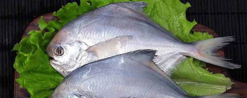 银鲳鱼是淡水鱼还是海水鱼 银鲳鱼是淡水鱼吗?