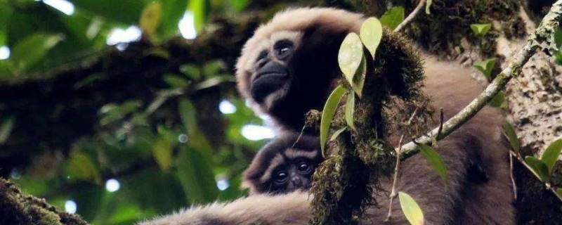 高黎贡白眉长臂猿是几级保护动物 高黎贡白眉长臂猿属于几级保护野生动物