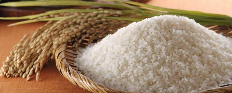 大米属于什么类 大米属于什么类目