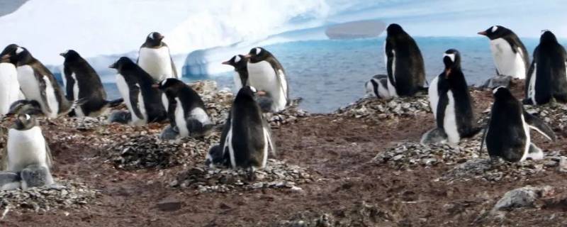 地球上的企鹅全部分布在南半球吗（地球上的企鹅全部分布在南半球吗?）