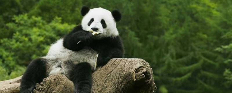 熊猫的特点和爱好是什么 小熊猫的爱好和特点是什么