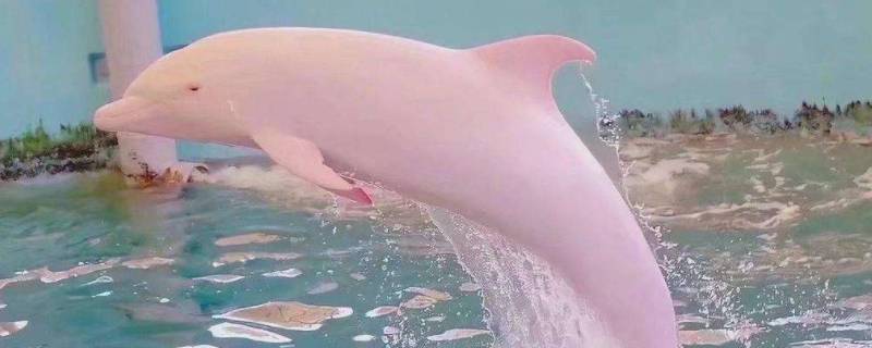 海豚为什么会变成粉色（粉色海豚出现的原因）