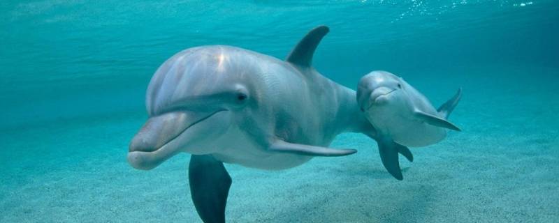 关于海豚的知识 关于海豚的知识还有哪些
