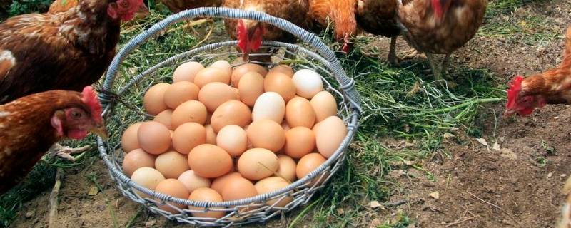 草鸡蛋和土鸡蛋的区别 草鸡蛋和洋鸡蛋的区别