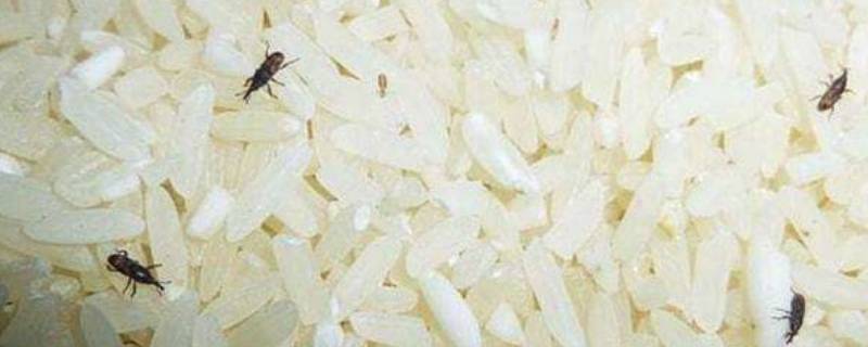 家里到处出现大量米虫怎么办 家里出现很多米虫怎么办