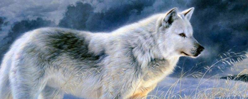狼的特性与特征 狼的特性有哪些方面