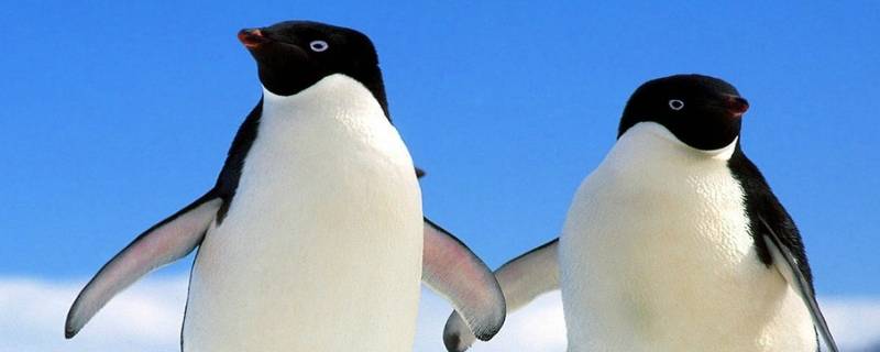 企鹅有多少种 企鹅有多少种分别叫什么