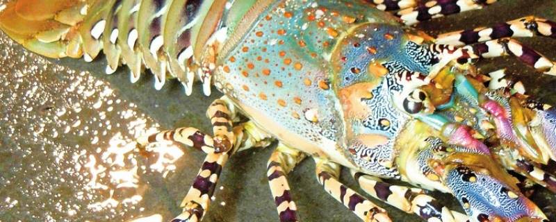 中华锦绣龙虾是不是保护动物 中华锦绣龙虾是保护动物吗