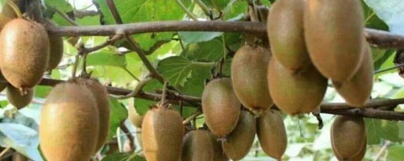 翠香猕猴桃是哪里产的 翠香猕猴桃产自哪里