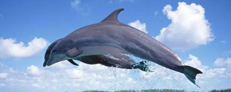 海豚靠什么呼吸 海豚通过什么呼吸