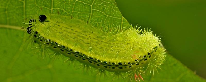 绿色毛毛虫还长刺叫什么虫 绿色毛毛虫有刺很粗叫什么