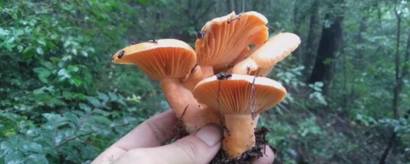 枞树菌怎么保存方法 枞树菌保鲜存放的方法