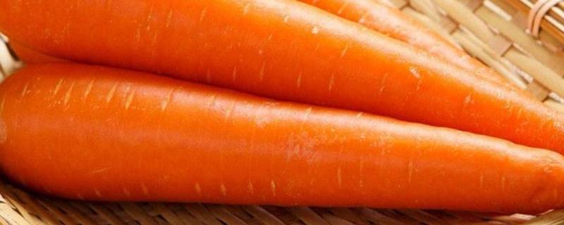 胡萝卜是萝卜类的吗 胡萝卜算不算萝卜的一种