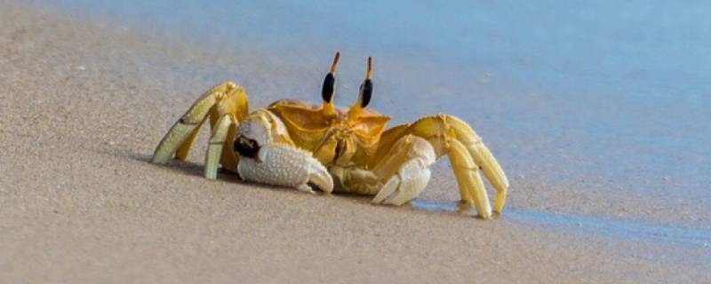 小螃蟹吃什么食物（小螃蟹吃什么食物 家养 淡水）