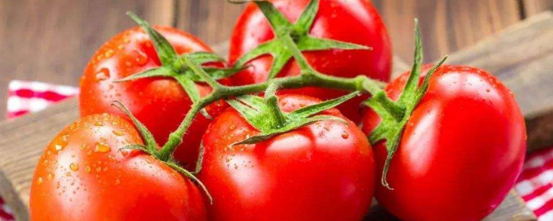 番茄红素的作用 番茄红素的作用与功效